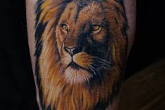 lion